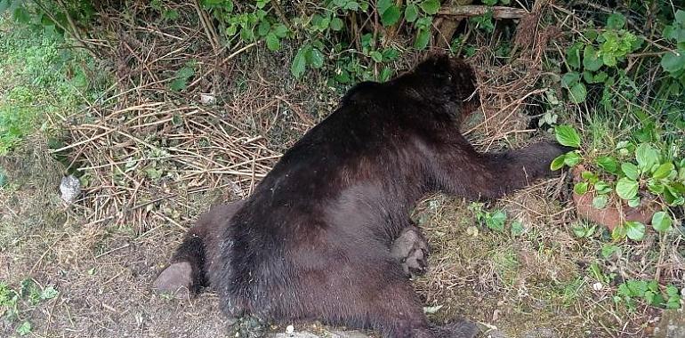 Macho pardo de 170 kilos hallado muerto en Belmonte: el Principado investiga un posible caso de furtivismo