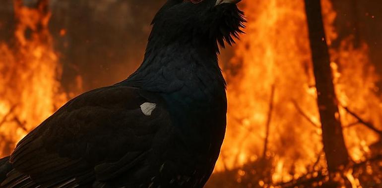 Los incendios en Asturias arrasan con el último refugio del urogallo cantábrico: “Estamos asistiendo a su desaparición”