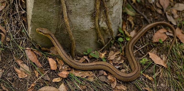 Una serpiente de metro y medio aparece en plena calle de Gijón y dispara la alarma: “cada vez están más cerca de nuestras casas”