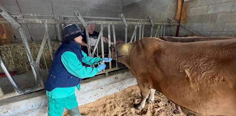Medio Rural confirma dos casos de lengua azul en Asturias