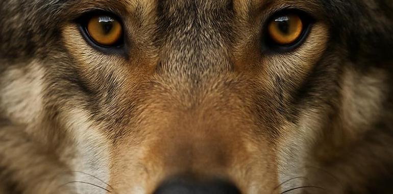 Asturias se persona ante el Constitucional para defender la rebaja de la protección del lobo