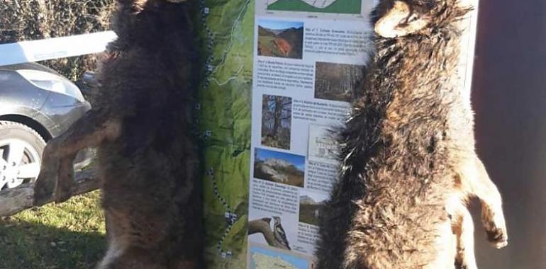 La Fiscalía denuncia ante el juzgado el suceso de los dos lobos que aparecieron colgados en Ponga: los hechos se investigan como delito ambiental