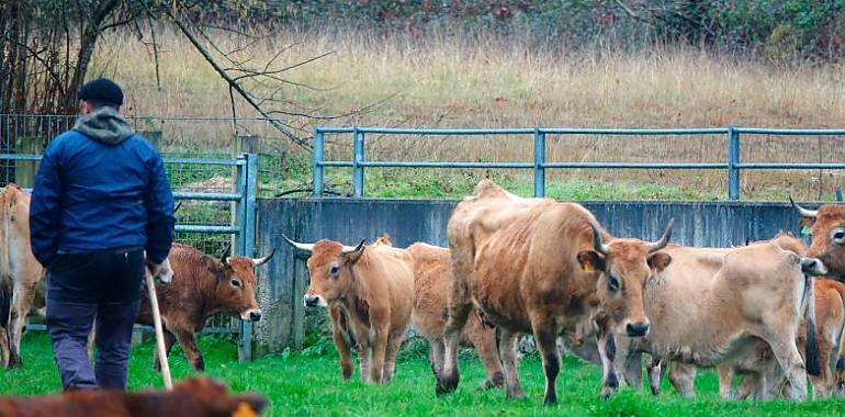 El plan Incorpórate al Agro reparte 10 millones en ayudas a 151 nuevos agricultores y ganaderos en Asturias