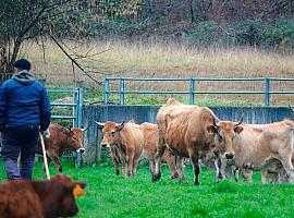 El plan Incorpórate al Agro reparte 10 millones en ayudas a 151 nuevos agricultores y ganaderos en Asturias