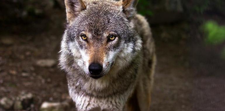 El Principado autoriza a cazadores la extracción de lobos en reservas con más daños al ganado para reforzar el plan de gestión