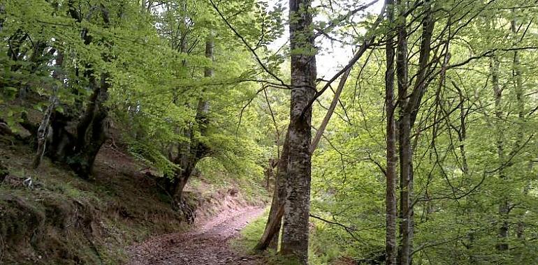 l Principado impulsa la acción climática con más de 128.000 euros para empresas que calculan y compensan su huella de carbono