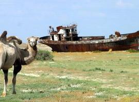 Aral: muerto por nuestra propia mano