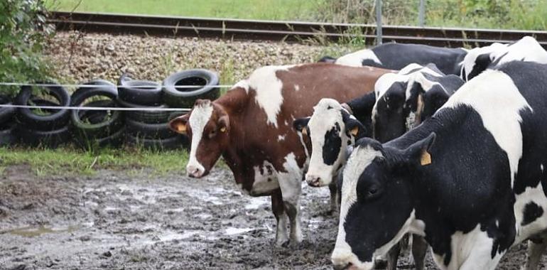 El crimen de Ribadesella abre un doble frente: la investigación por el asesinato de Toño Otero y la tutela del Principado sobre sus vacas en mal estado