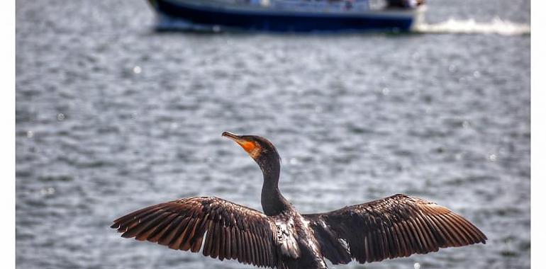 Avilés celebra el Día Mundial de las Aves Migratorias con talleres y puertas abiertas en Zeluán