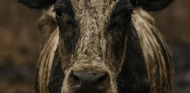 Siete cadáveres, trece agonías y una denuncia anónima: la granja de los horrores de Castropol