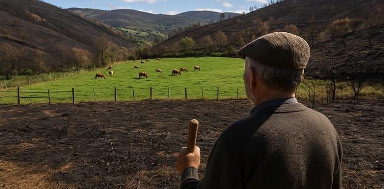 El Gobierno de Asturias destina más de 1,1 millones a reparar los daños del fuego de agosto y proteger a las ganaderías y viviendas del occidente