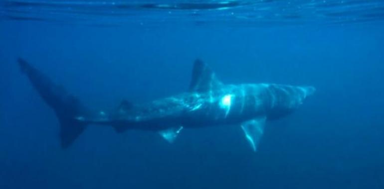 Avistamiento de cetaceos en Escocia 