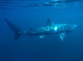 Avistamiento de cetaceos en Escocia 