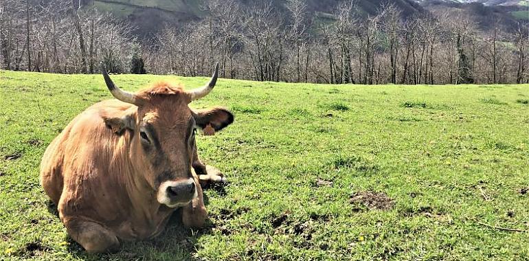 Medio Rural refuerza la sanidad ganadera asturiana con 250.000 euros para 23 agrupaciones: un 47% más que el año pasado