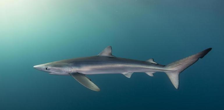 El Cantábrico ya tiene sus primeras áreas clave para tiburones y rayas gracias a investigadores de la Universidad de Oviedo