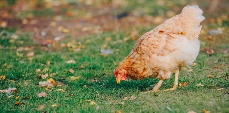 Asturias blinda sus gallineros: Medio Rural prohíbe la cría de aves al aire libre en ocho concejos por riesgo de gripe aviar