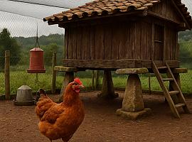 El Gobierno ordena encerrar a todas las aves al aire libre en España: el “pitu de caleya” deja el prado en Asturias hasta nueva orden