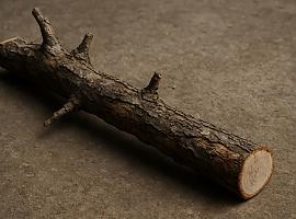 Una rama ‘asesina’ golpea a un joven en el cuello y lo deja al borde de la muerte en una finca de Oviedo