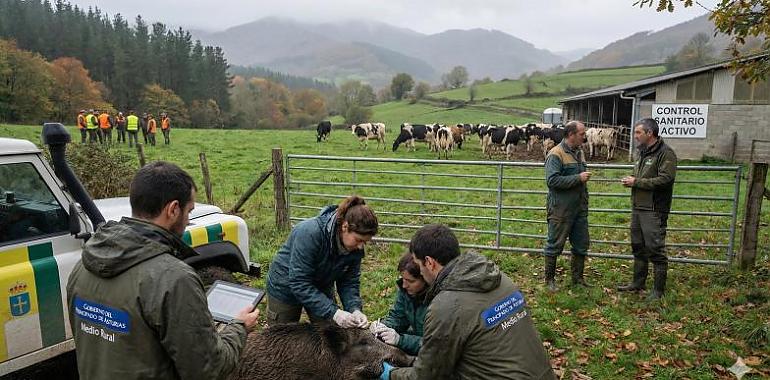 Cerco a la tuberculosis: Medio Rural despliega un escudo sanitario en Tineo para proteger a la ganadería de la fauna salvaje