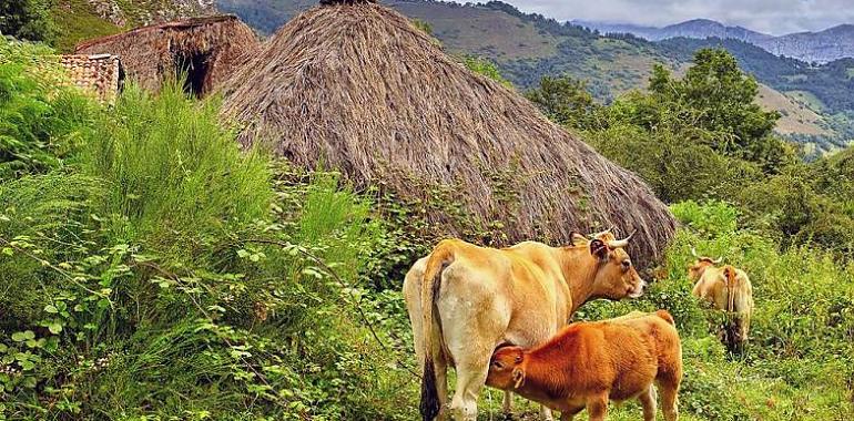 Asturias activa un nuevo escudo económico para las ganaderías afectadas por vacíos sanitarios e inmovilización de reses