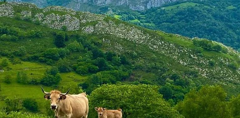 Asturias inyecta 20,1 millones para blindar el futuro del campo y proteger la biodiversidad: el mayor impulso al medio rural en años