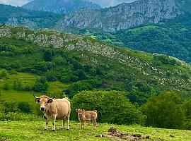 Asturias inyecta 20,1 millones para blindar el futuro del campo y proteger la biodiversidad: el mayor impulso al medio rural en años