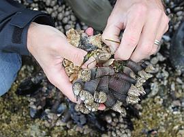Puerto de Vega subasta el “oro del Cantábrico” a 199 euros el kilo: el percebe vuela… pero el mar frena la campaña