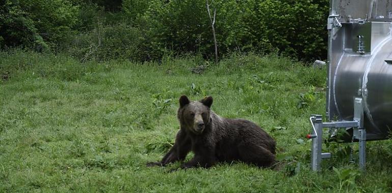 Seis osos cruzan la línea roja en Asturias y obligan a una intervención inédita en 2025