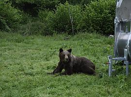 Seis osos cruzan la línea roja en Asturias y obligan a una intervención inédita en 2025