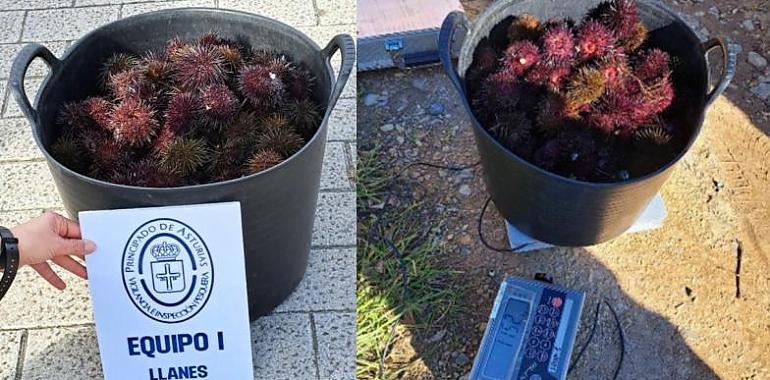 Cazados en plena veda: interceptan a dos furtivos con más de 11 kilos de oricios en la costa de Colunga