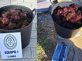 Cazados en plena veda: interceptan a dos furtivos con más de 11 kilos de oricios en la costa de Colunga