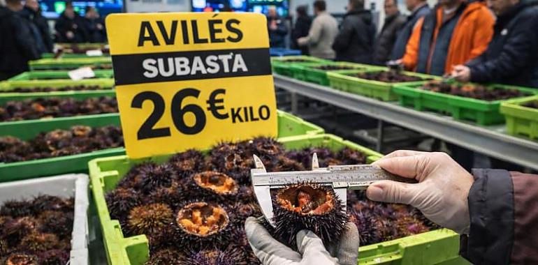 Oro del Cantábrico: el oricio se dispara hasta 26 euros el kilo en Avilés y confirma que en Asturias no es marisco… es patrimonio