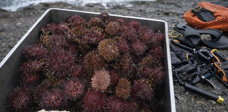 Incautados en Tapia 24,3 kilos de oricios: el Seprona pilla a dos mariscadores fuera de horario y reabre el debate sobre el “oro naranja” del Cantábrico