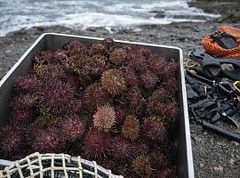 Incautados en Tapia 24,3 kilos de oricios: el Seprona pilla a dos mariscadores fuera de horario y reabre el debate sobre el “oro naranja” del Cantábrico