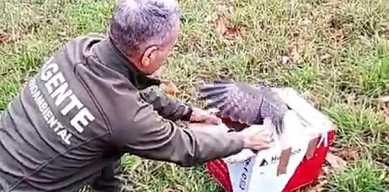 Un busardo rescatado en Asturias se convierte en guardián del monte: la Red Centinela suma una nueva “rapaz espía” contra los delitos ambientales
