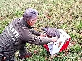 Un busardo rescatado en Asturias se convierte en guardián del monte: la Red Centinela suma una nueva “rapaz espía” contra los delitos ambientales