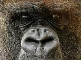 Cabárceno: el safari que no sabías que tenías a tiro de coche (y por este precio, es un escándalo)