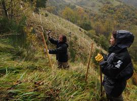 La FOP planta 18.000 árboles, de ellos 15.000 cerezos en Leitariegos