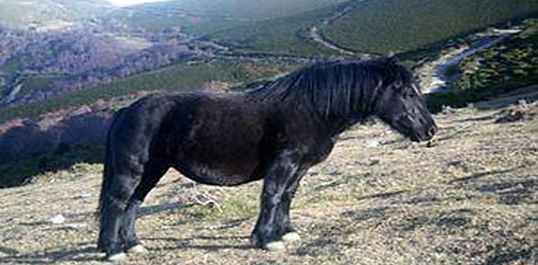 El asturcón, el caballo que nunca se fue: dos mil años galopando en Asturias contra el tiempo, el olvido y la modernidad