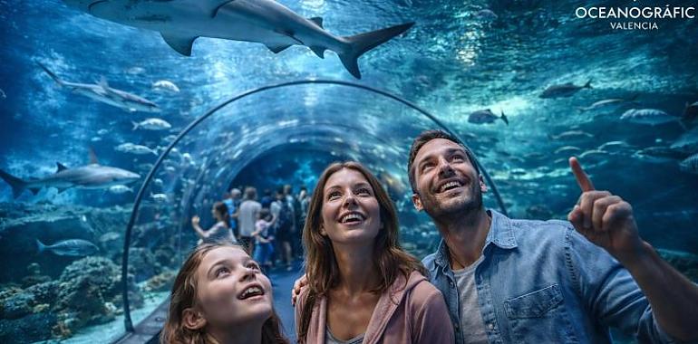 El plan perfecto para escapar del calor (y alucinar bajo el mar): así es la experiencia en el Oceanogràfic de Valencia
