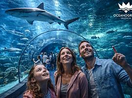 El plan perfecto para escapar del calor (y alucinar bajo el mar): así es la experiencia en el Oceanogràfic de Valencia