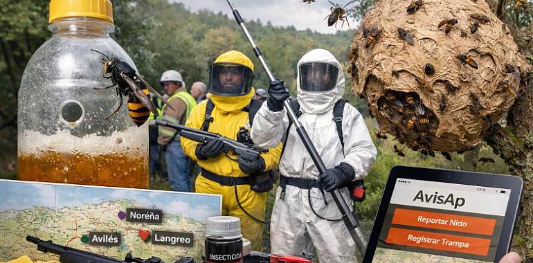 Asturias declara la guerra total a la avispa asiática: más de 109.000 reinas eliminadas en una ofensiva sin precedentes