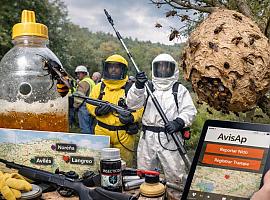 Asturias declara la guerra total a la avispa asiática: más de 109.000 reinas eliminadas en una ofensiva sin precedentes