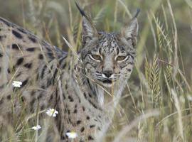 Muere otro lince por atropello en el entorno de Doñana