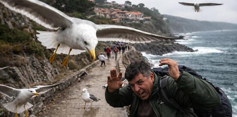Llanes planta cara a las gaviotas: del paseo marítimo a los tejados… y ahora también a los ataques