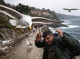 Llanes planta cara a las gaviotas: del paseo marítimo a los tejados… y ahora también a los ataques