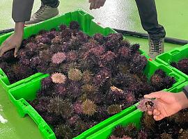 Asturias convierte el oricio en oro del Cantábrico: récord de rentabilidad y un nuevo frente de explotación en el oriente