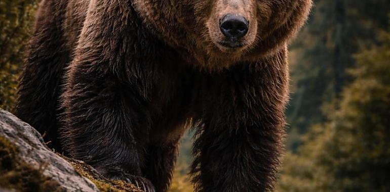 El regreso del rey del bosque: el oso pardo reconquista Asturias… pero aún camina sobre el filo de la desaparición