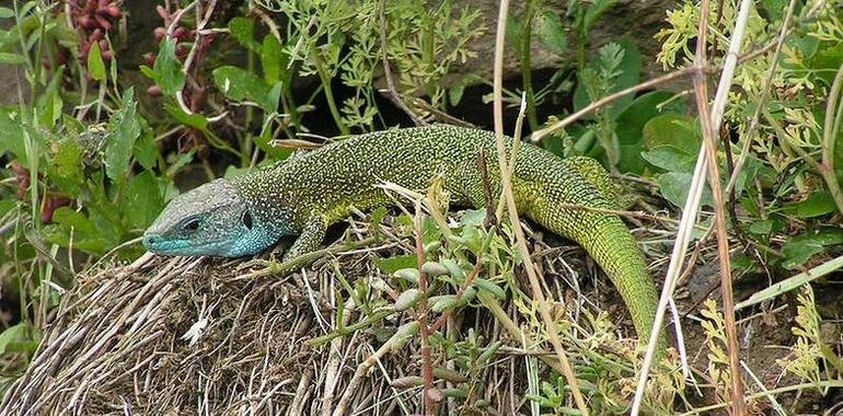 La vitamina E aumenta el atractivo sexual de los machos de lagarto verde