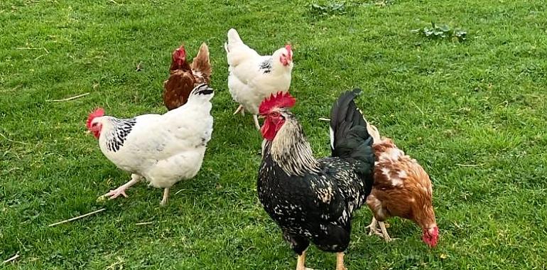 Asturias levanta el veto a las gallinas: la cría de aves en libertad vuelve a todo el Principado tras meses de restricciones por la gripe aviar